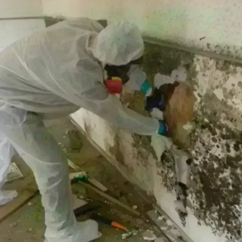 Mold Remediation and Removal in Yuma County, CO